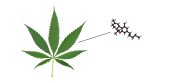 Спайс марихуана картина марихуана